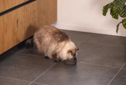 Beeztees DBL Kedi Mama Su Kabı, Bambu, Antrasit 12cm, 250ml - Thumbnail