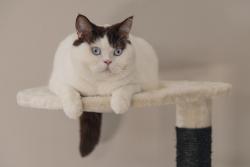 Beeztees Kedi Tırmalama ve Oyun Evi, Krem, 50x50x123cm - Thumbnail