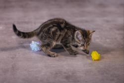 Beeztees Yavru Kedi Oyuncağı, Hışırtılı Top, 4 Adet, 5cm - Thumbnail