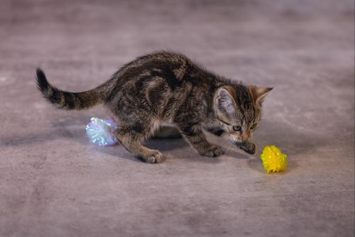 Beeztees Yavru Kedi Oyuncağı, Hışırtılı Top, 4 Adet, 5cm