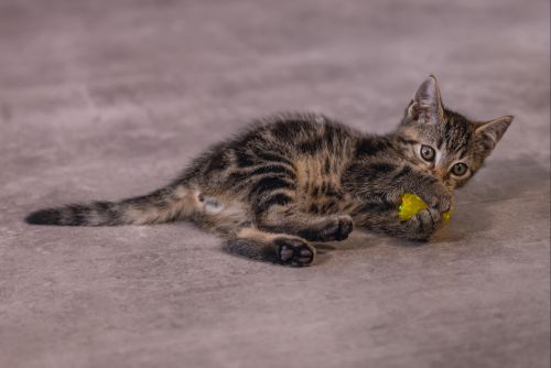 Beeztees Yavru Kedi Oyuncağı, Hışırtılı Top, 4 Adet, 5cm