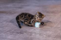 Beeztees Yavru Kedi Oyuncağı, Hışırtılı Top, 4 Adet, 5cm - Thumbnail