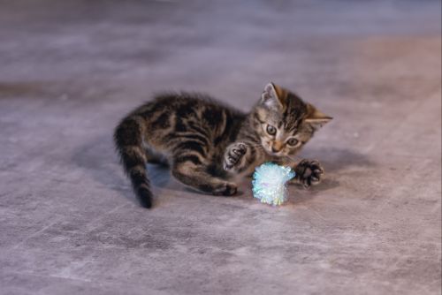 Beeztees Yavru Kedi Oyuncağı, Hışırtılı Top, 4 Adet, 5cm