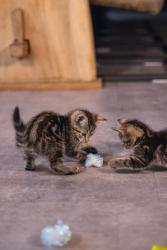 Beeztees Yavru Kedi Oyuncağı, Hışırtılı Top, 4 Adet, 5cm - Thumbnail