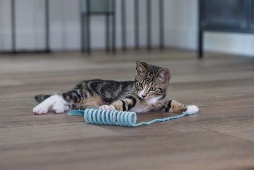 Beeztees Yavru Kedi Oyuncağı, Yay, Peluş, 60x4x4cm