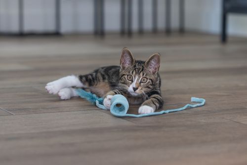 Beeztees Yavru Kedi Oyuncağı, Yay, Peluş, 60x4x4cm