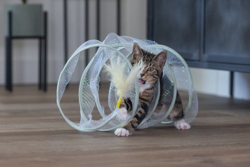 Beeztees Yavru Kedi Tüneli, Spiral Şeklinde, 60x25x25cm