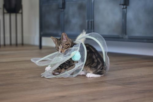 Beeztees Yavru Kedi Tüneli, Spiral Şeklinde, 60x25x25cm