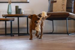 Beeztees Yavru Köpek Oyuncağı, Çift Düğümlü Diş İpi, Peluş, Pembe, 30x6x4,5cm - Thumbnail