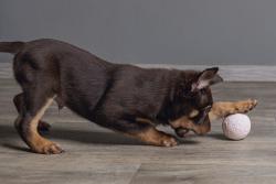 Beeztees Yavru Köpek Oyuncağı, Top, Kauçuk, Pembe, 6cm - Thumbnail