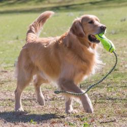 Kong Air Dog Fetch Stik İpli Köpek Oyuncağı L - Thumbnail