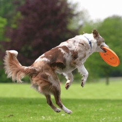 Trixie Köpek Agility Eğitim Frizbisi 23cm - Thumbnail