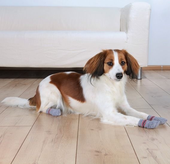 Trixie Köpek Çorabı Kaydırmaz 2 Adet M-L Golden Retriever