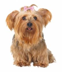Trixie - Trixie Köpek Saç Tokası 4-5,5cm 10 Adet
