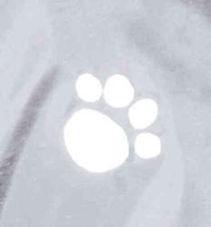 Trixie Köpek Yağmurluk L 60cm Transparan Şeffaf Siyah Biyeli - Thumbnail
