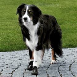 Trixie Köpek Yürüyüş Botu 2 Adet L-XL Siyah - Thumbnail